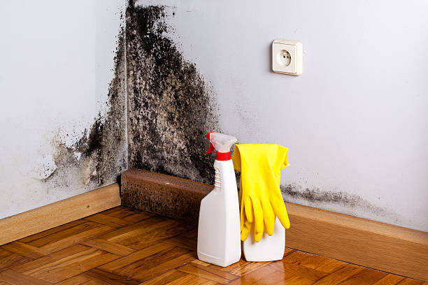 Professional Mold Removal in Kankakee, IL