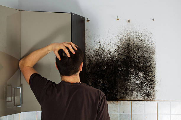 Home Mold Removal in Kankakee, IL