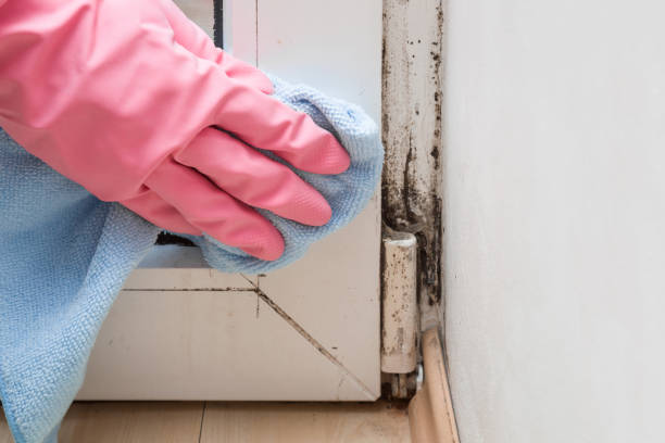 Best Toxic Mold Removal  in Kankakee, IL
